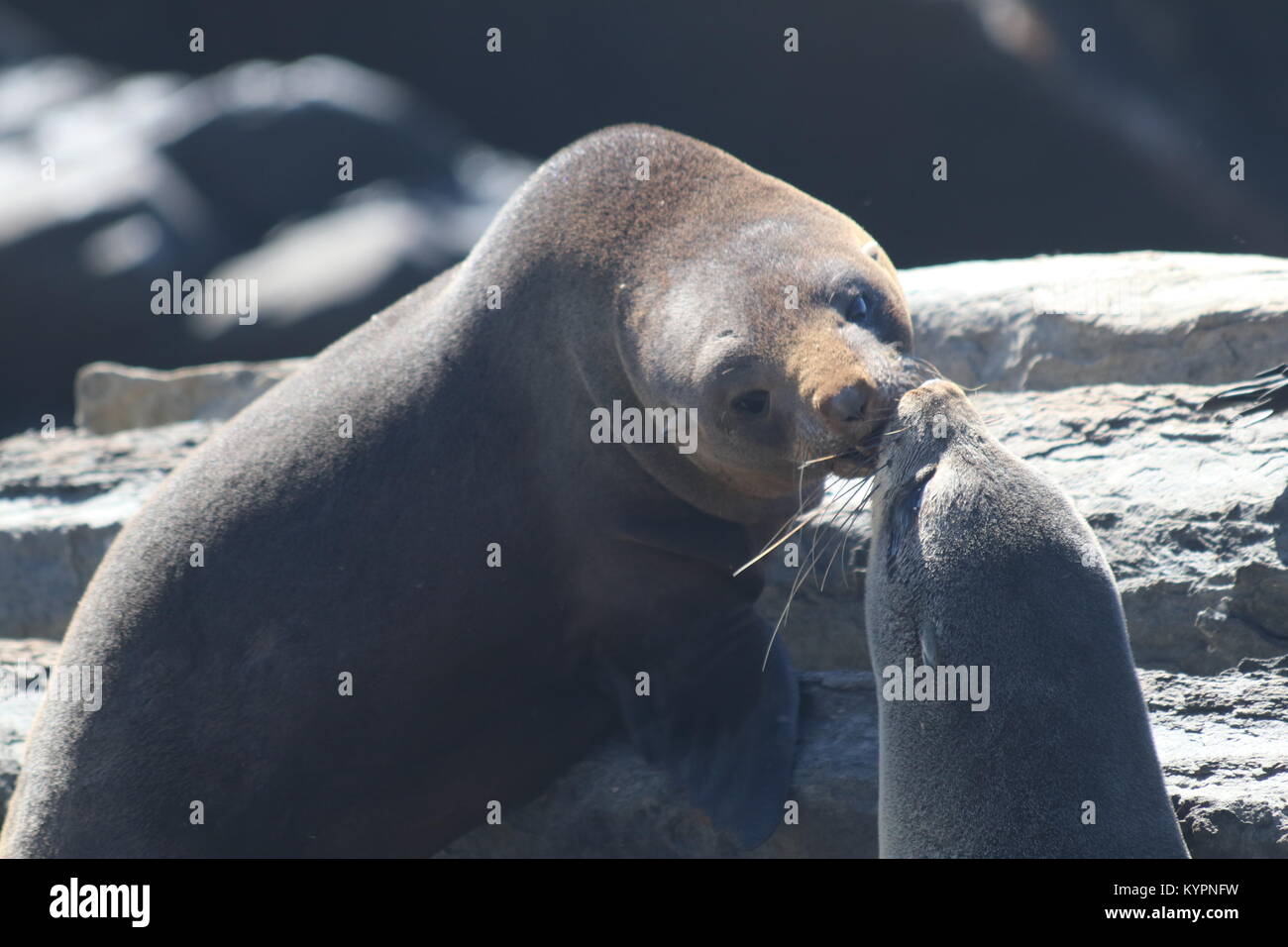 Long nosed fur seals kissing on Kangaroo Island Stock Photo Alamy