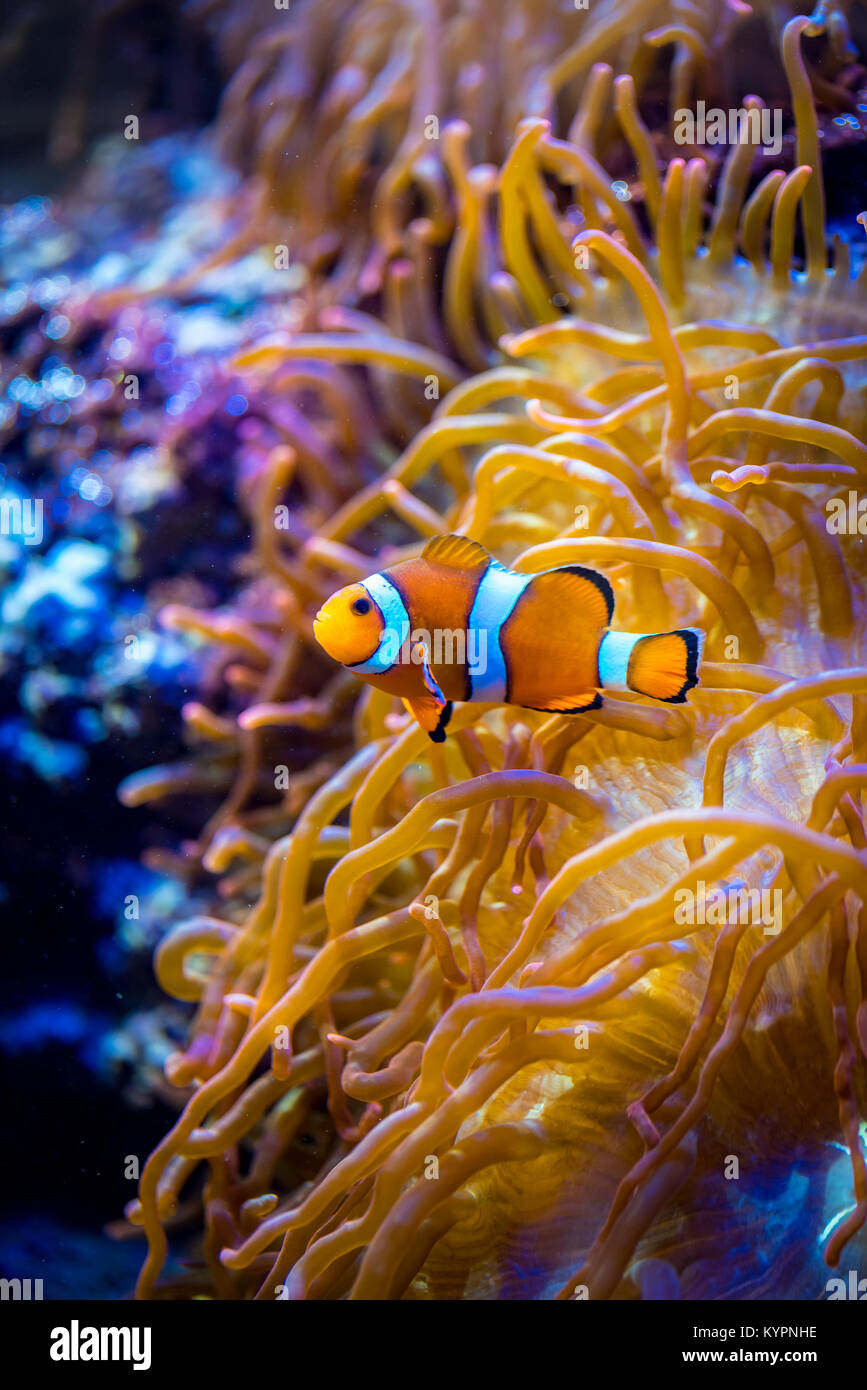 Topical saltwater fish ,clownfish Anemonefish Stock Photo