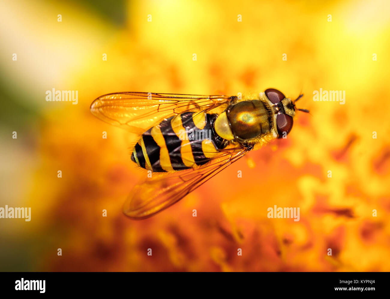 Wasp collects nectar from flower crepis alpina Stock Photo