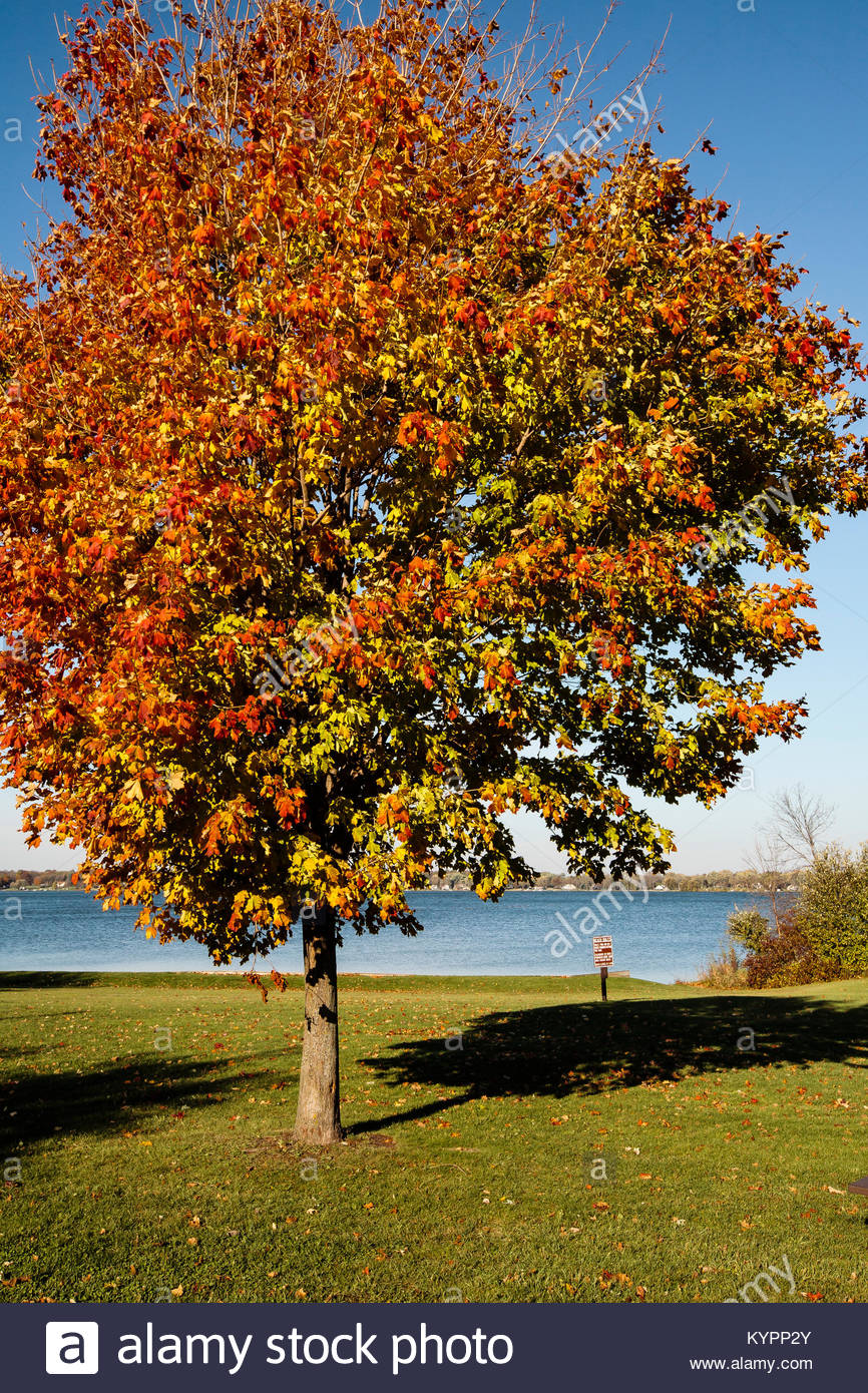 Sugar Maple Tree Wisconsin Stock Photos & Sugar Maple Tree Wisconsin