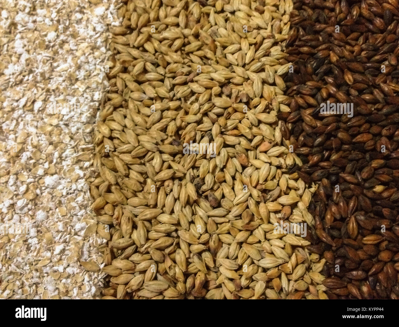 Texture with 4 types of barley malt for beer, pale ale mal a black