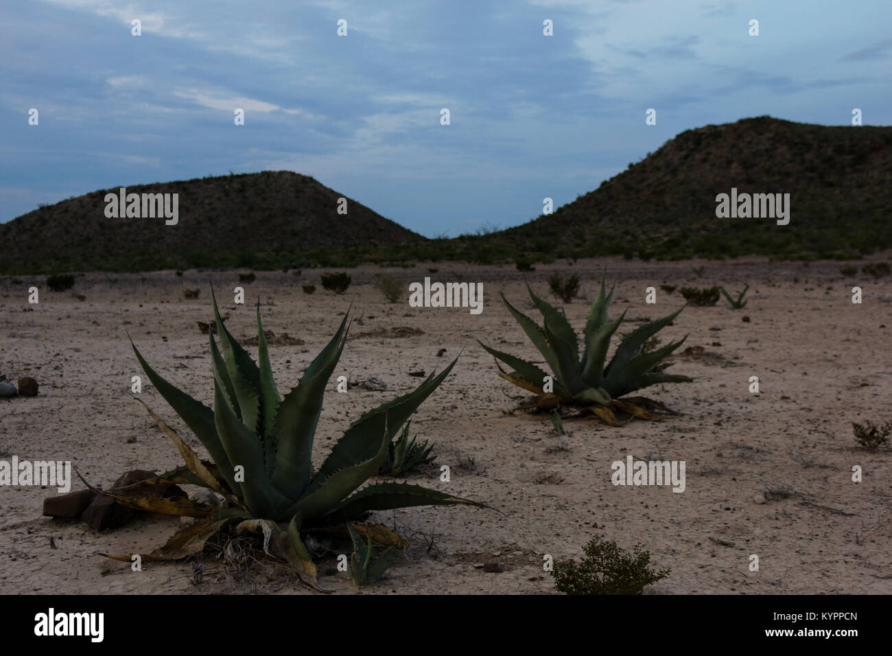 Mexican desert plants Stock Photo - Alamy