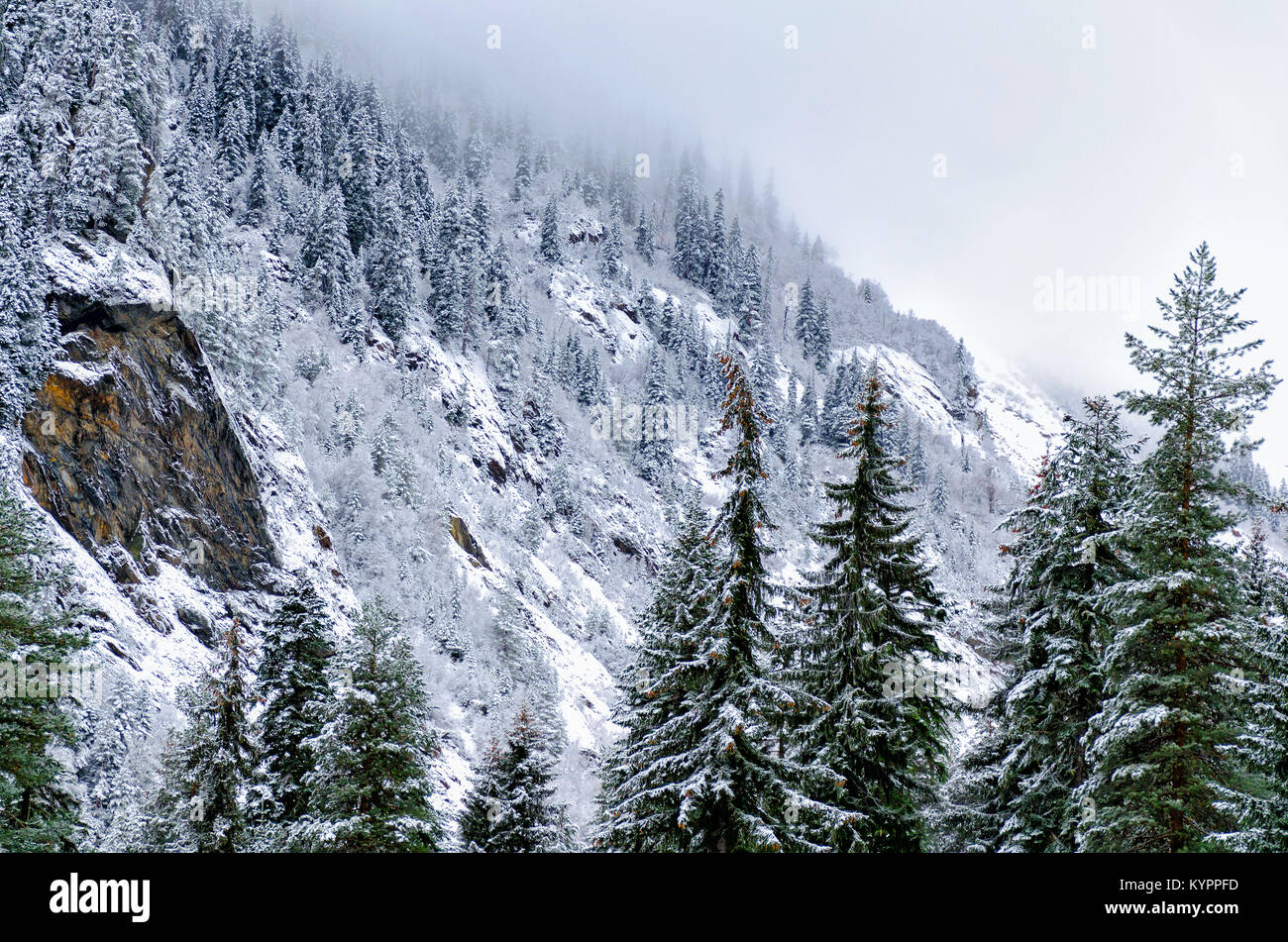 Winter mountain landscape - a view of the mountains, covered with pine ...