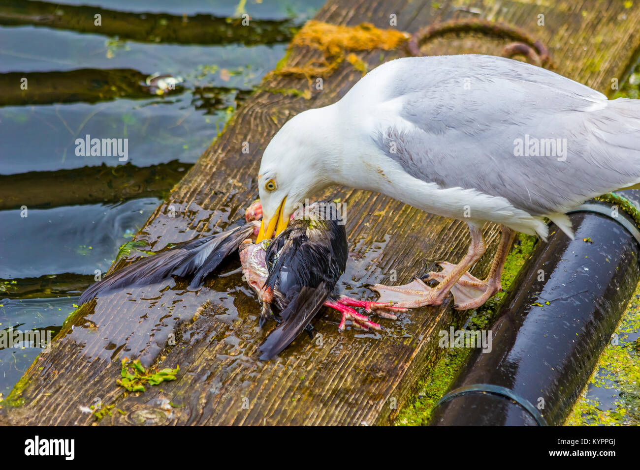 Seagull eating bird, Carnivore. Stock Photo