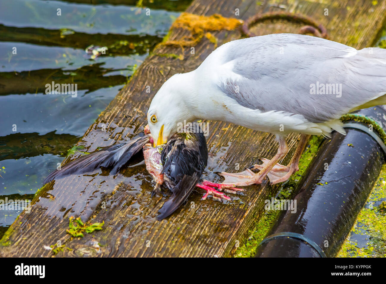 Seagull eating bird, Carnivore. Stock Photo