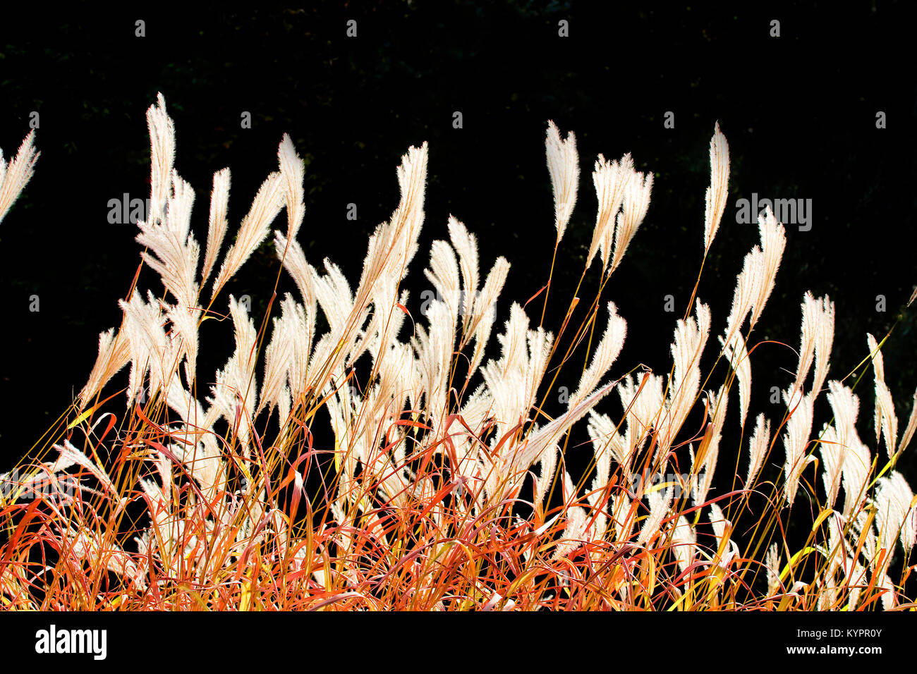 Calamus reed hi-res stock photography and images - Alamy