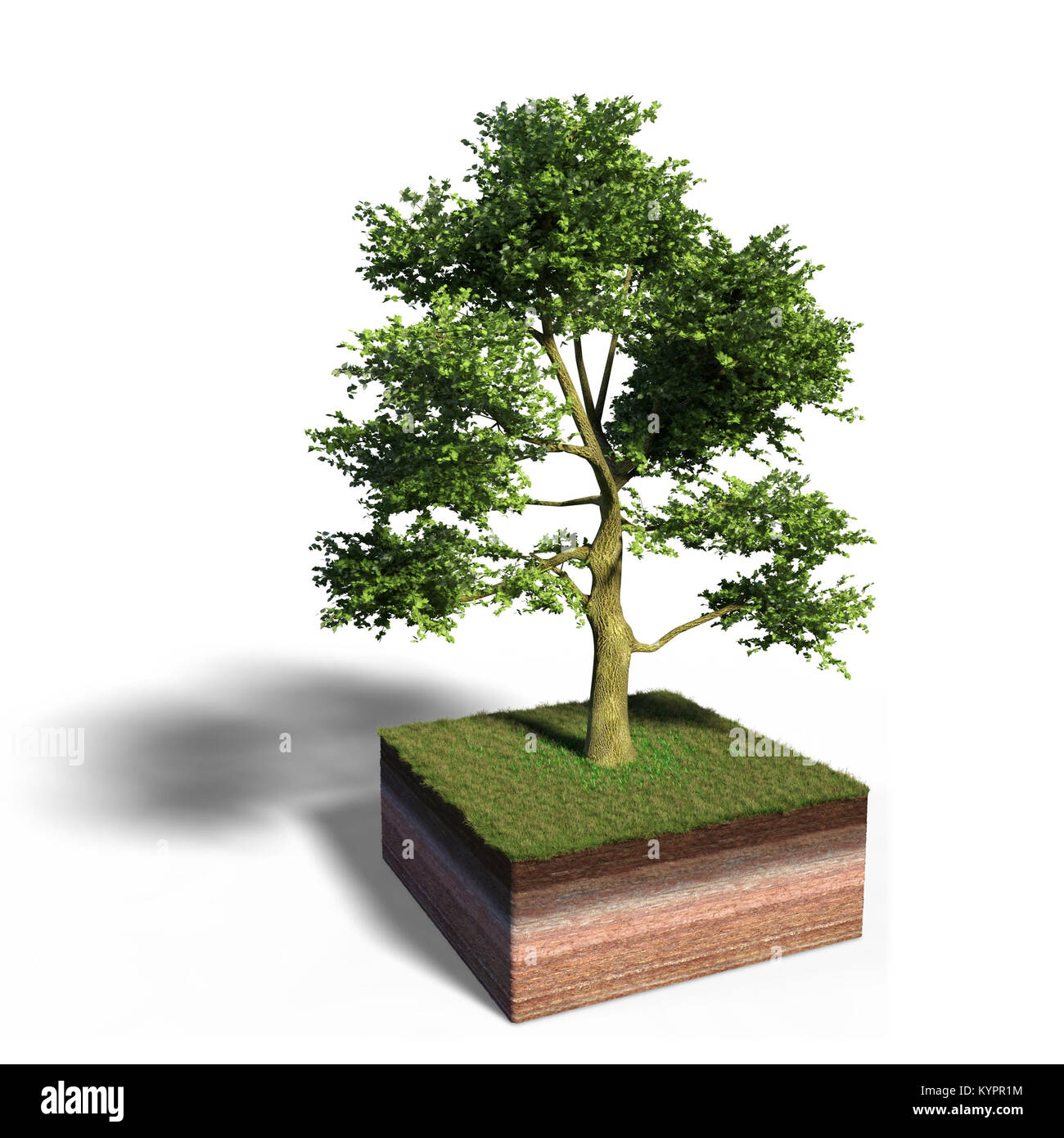 model of a cross section of ground with white ash tree tree and grass on the surface (3d illustration, isolated with shadow on white background) Stock Photo