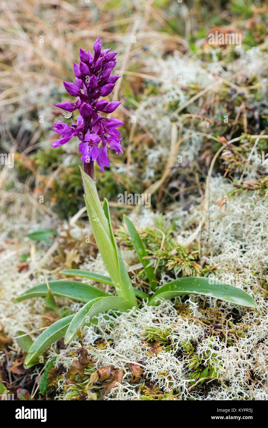Early-purple orchid (Orchis mascula) flower spike growing amongst lichen in Trollfjell Geopark tundra biome in summer. Vega Island, Norway Stock Photo