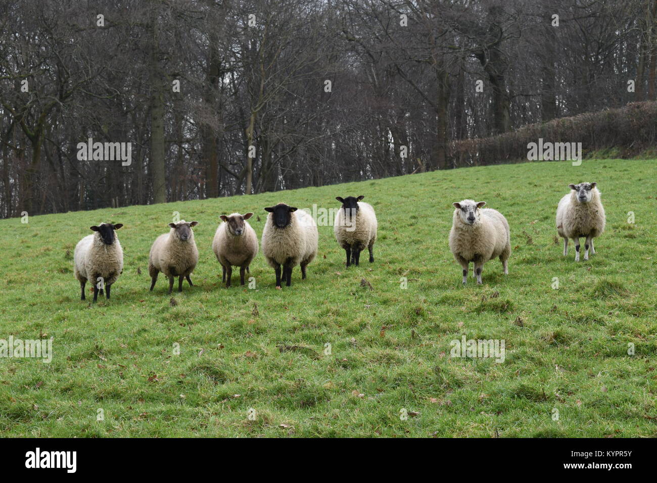 Seven sheep standing in a field of grass with a woodland backdrop. Stock Photo