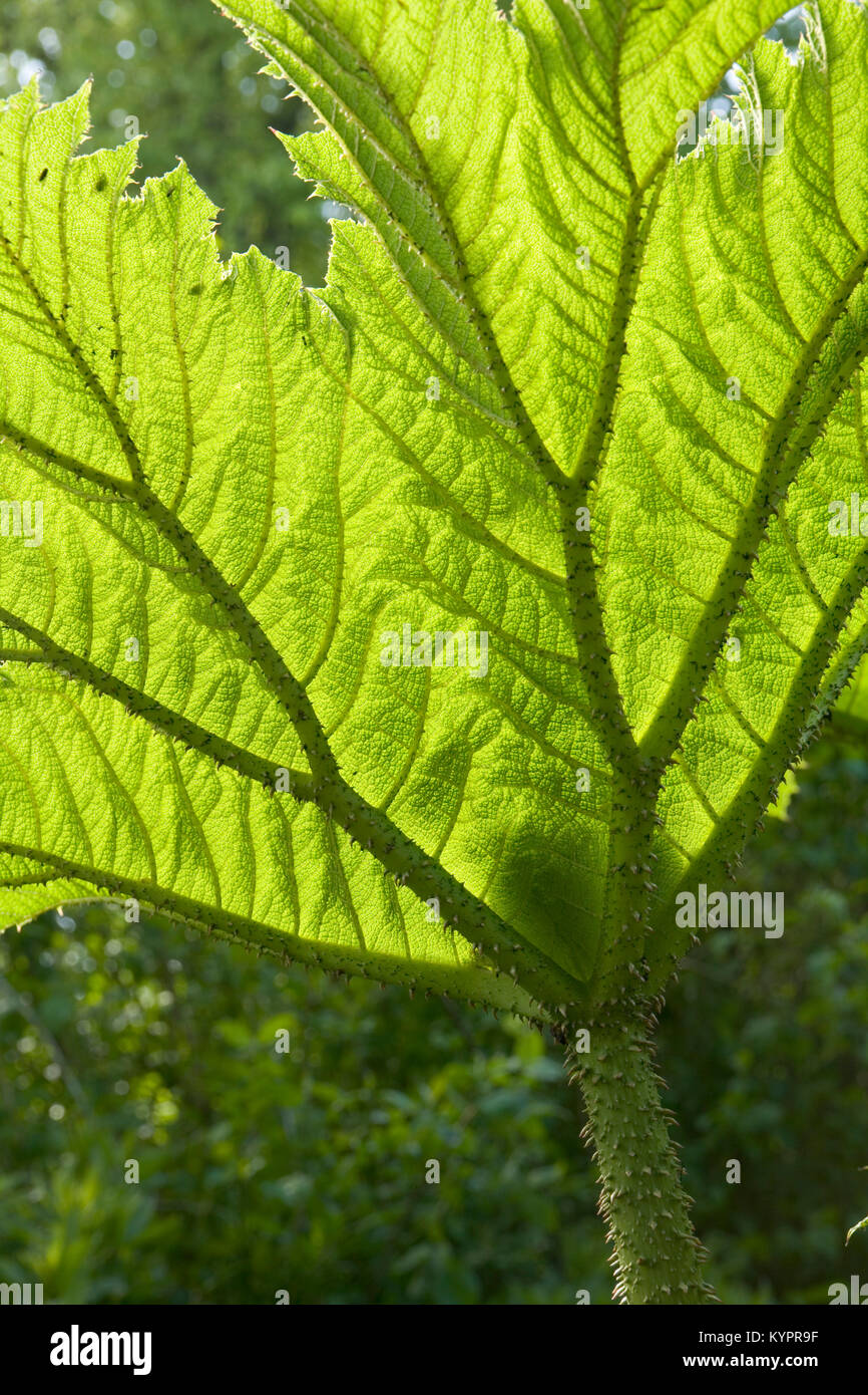 Gunnera leaf backlit texture Stock Photo
