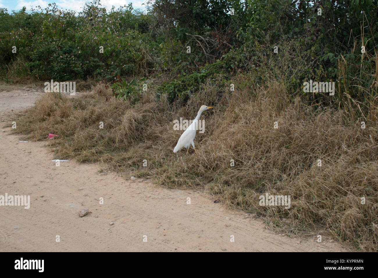 White Geese playing in St Martin Stock Photo