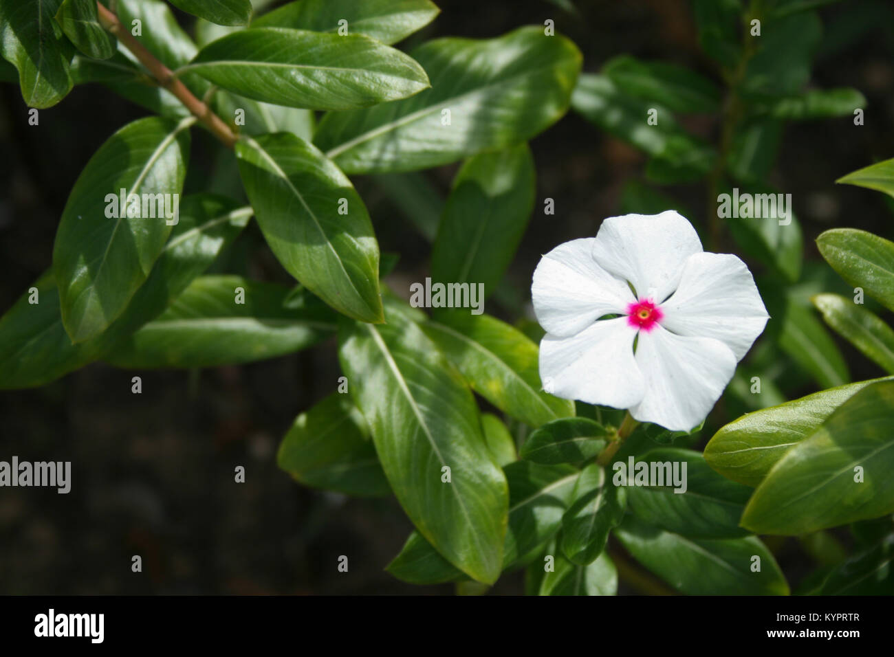 Caribbean flowers hires stock photography and images Alamy