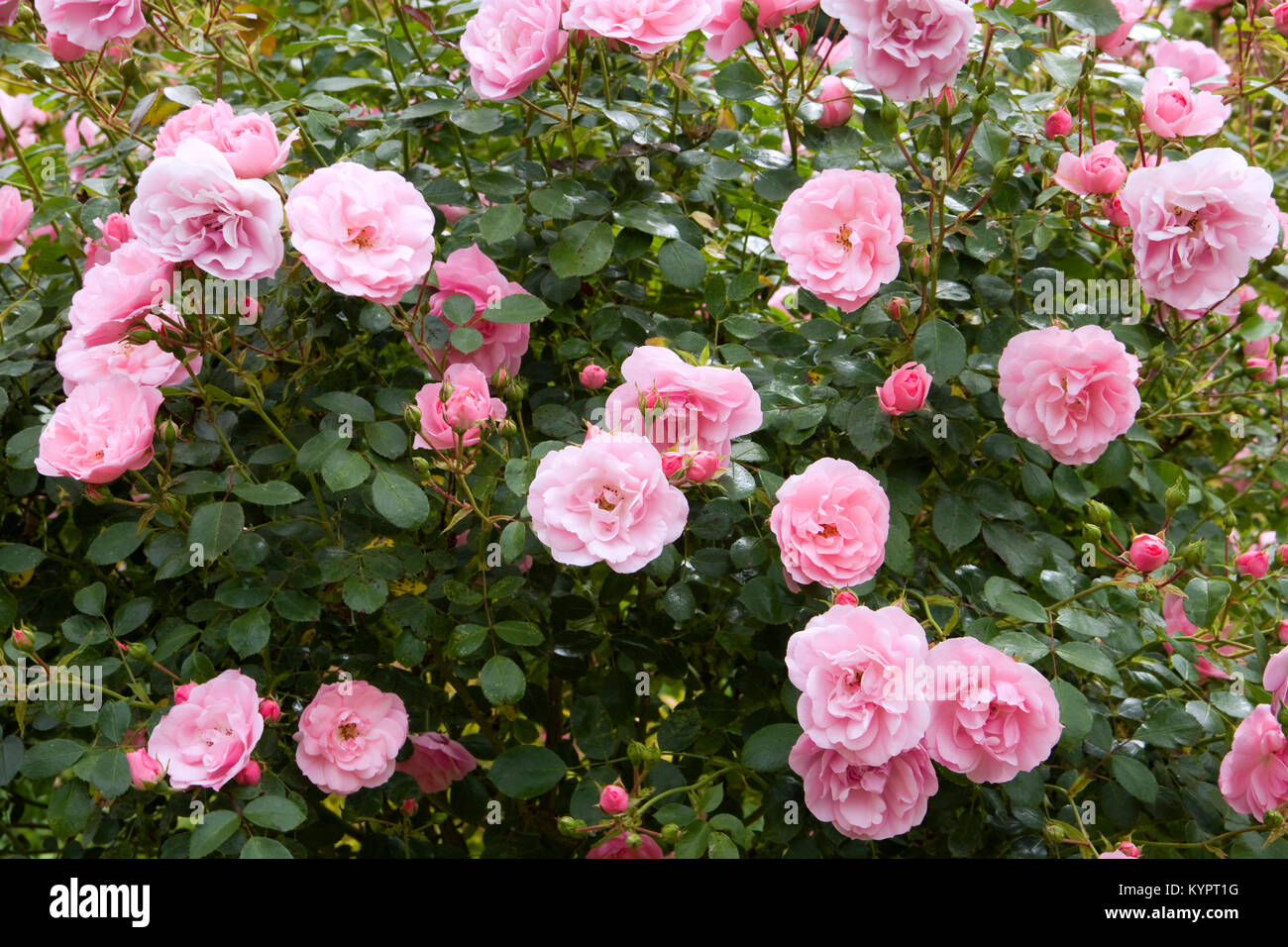 Profuse pink bush roses flowering Stock Photo