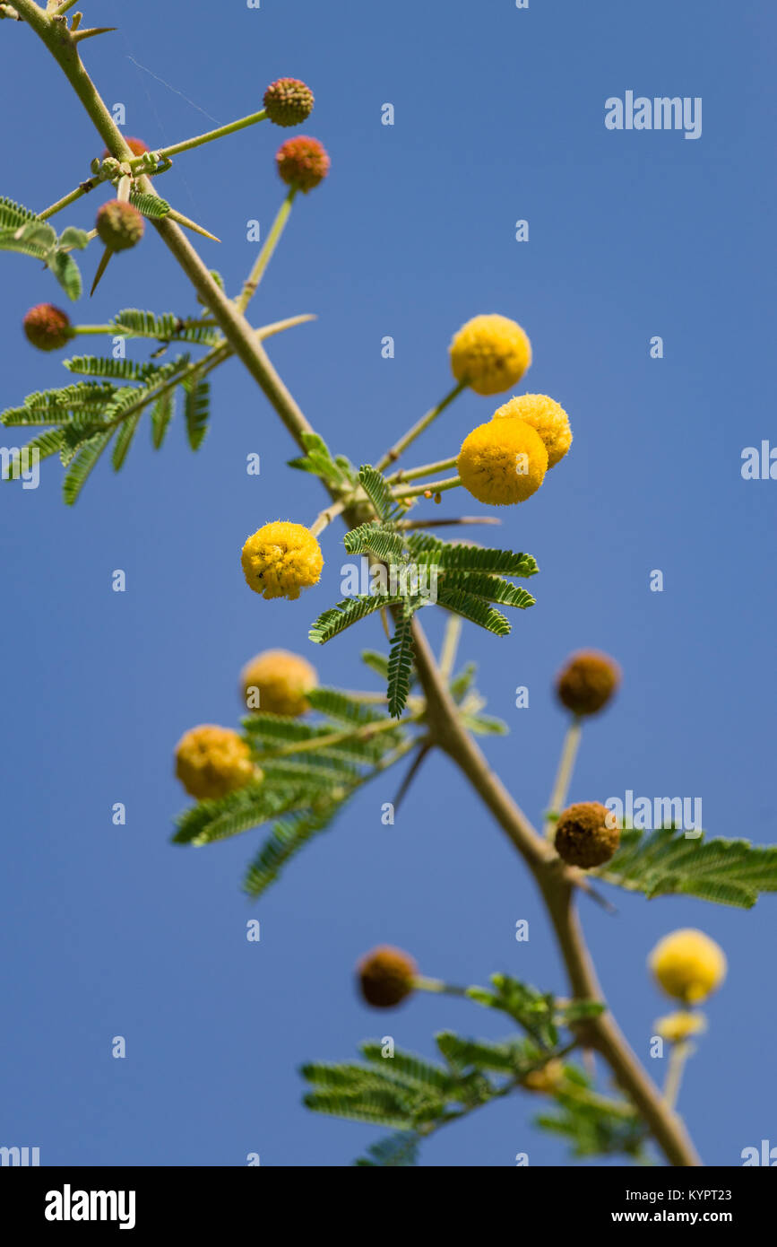 Acacia nilotica, Vachellia nilotica or gum arabic tree detail of leaves and yellow round flowers, Kenya, East Africa Stock Photo