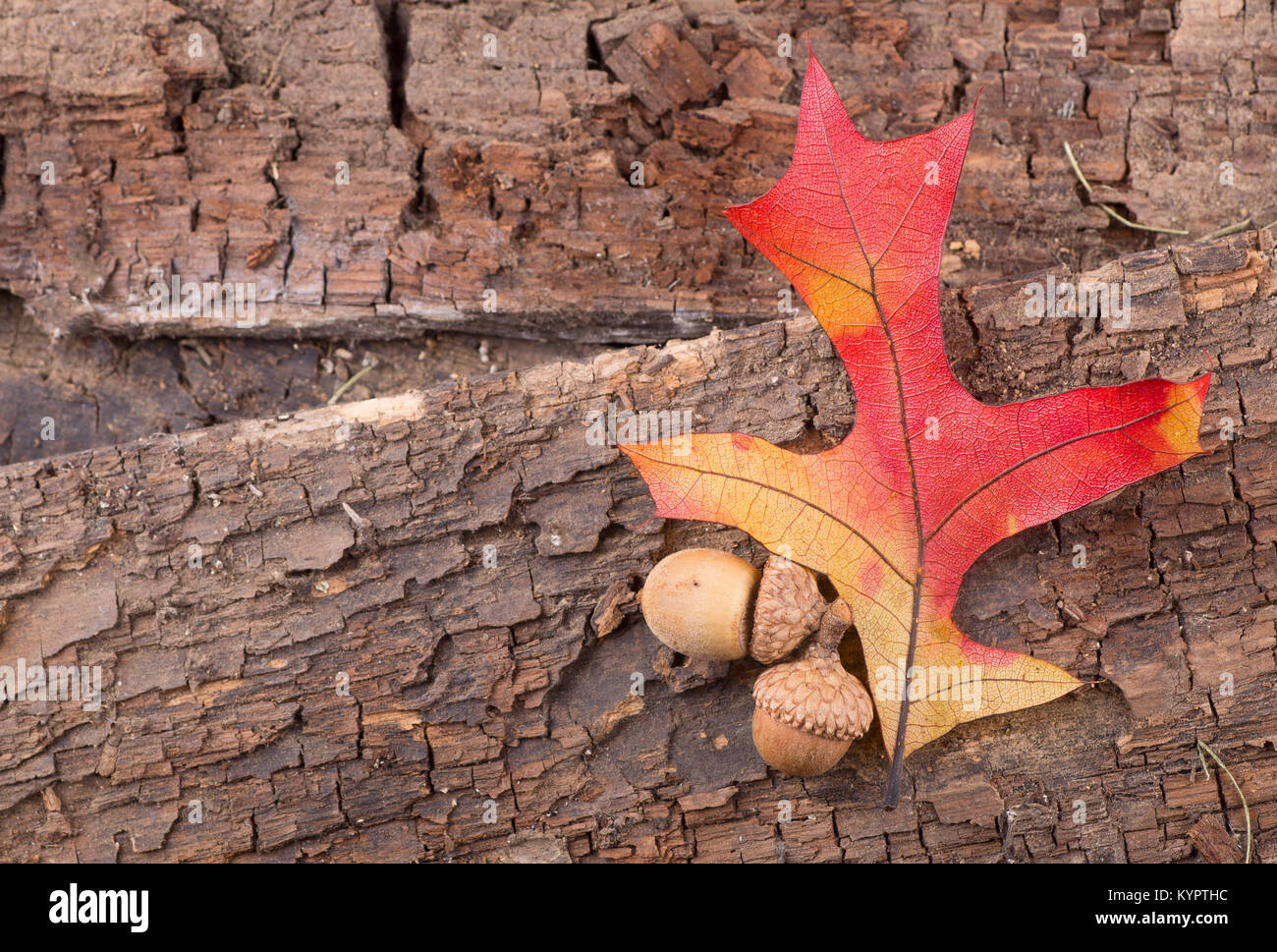 Autumn oak leaf acorns hi-res stock photography and images - Alamy