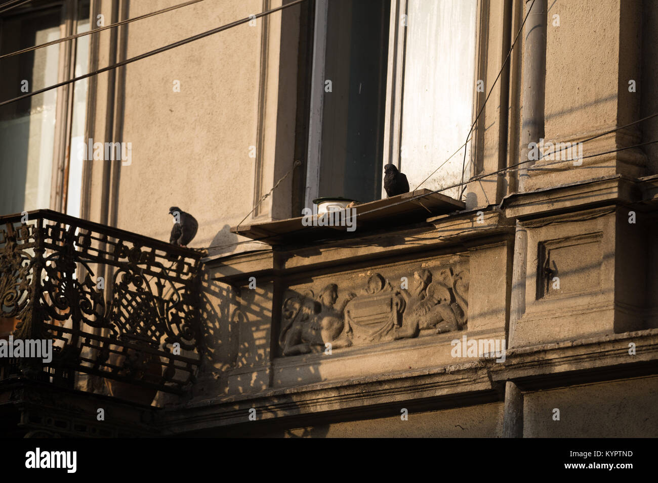 Pigeons on a ledge Stock Photo