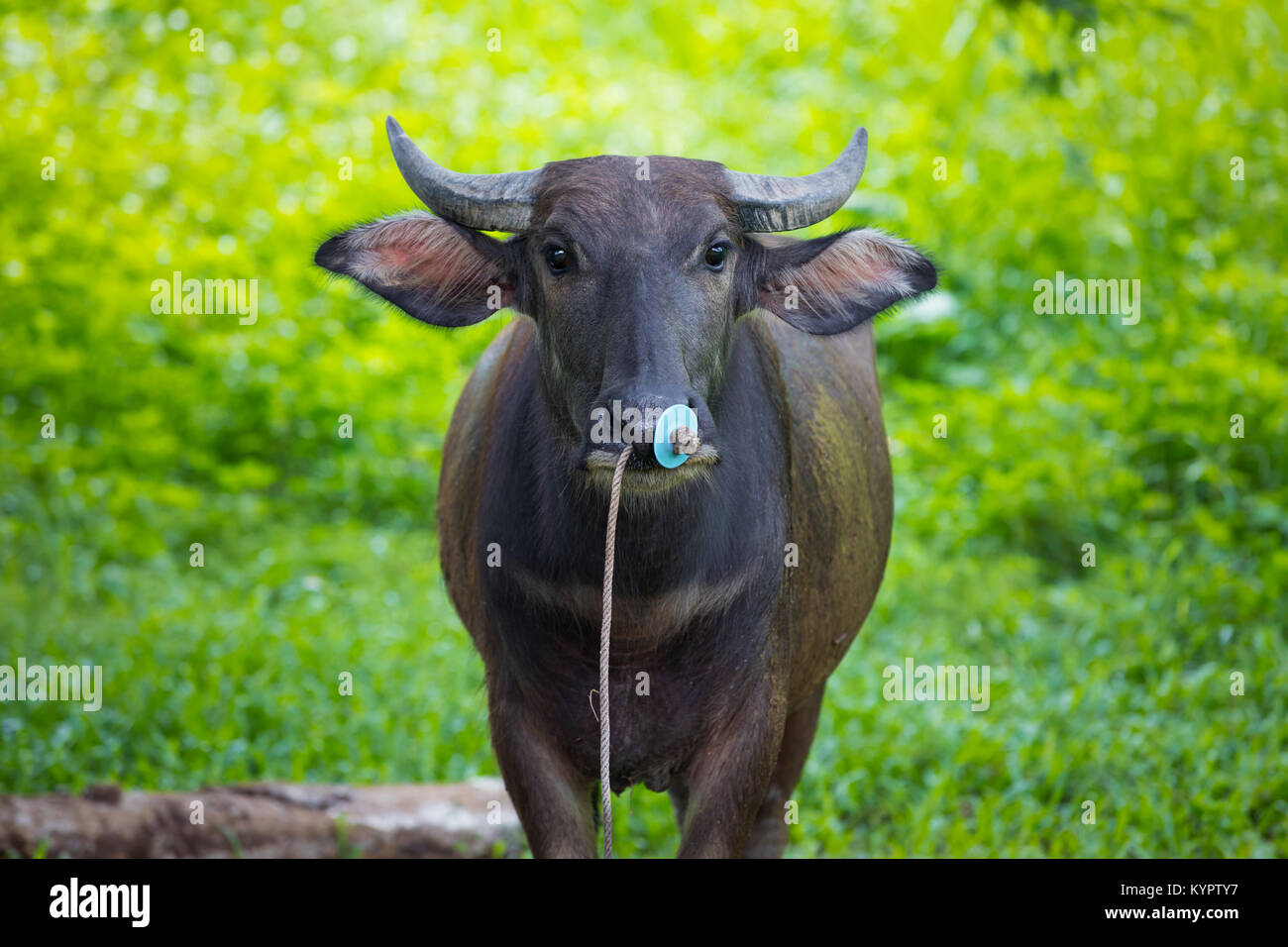 Tillingricefields hires stock photography and images Alamy