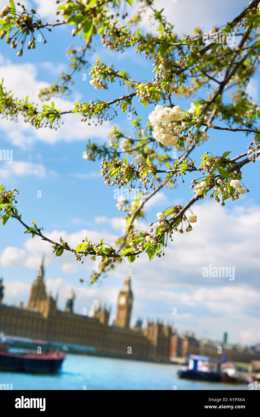 Springtime in London, white sakura blossoms on the South Bank with the river, Big Ben and Parliament building as the backdrop Stock Photo