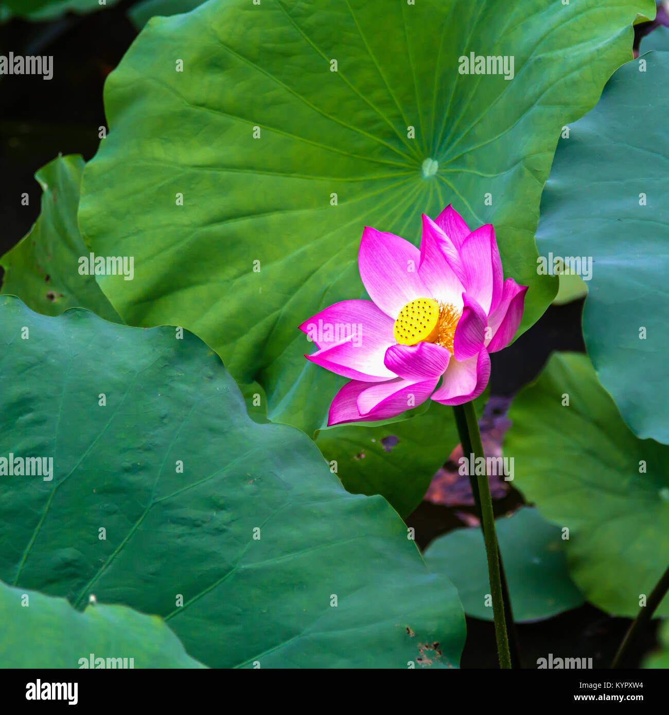 Lotus plants in Trang An, a river delta area near Ninh Binh city. Ninh
