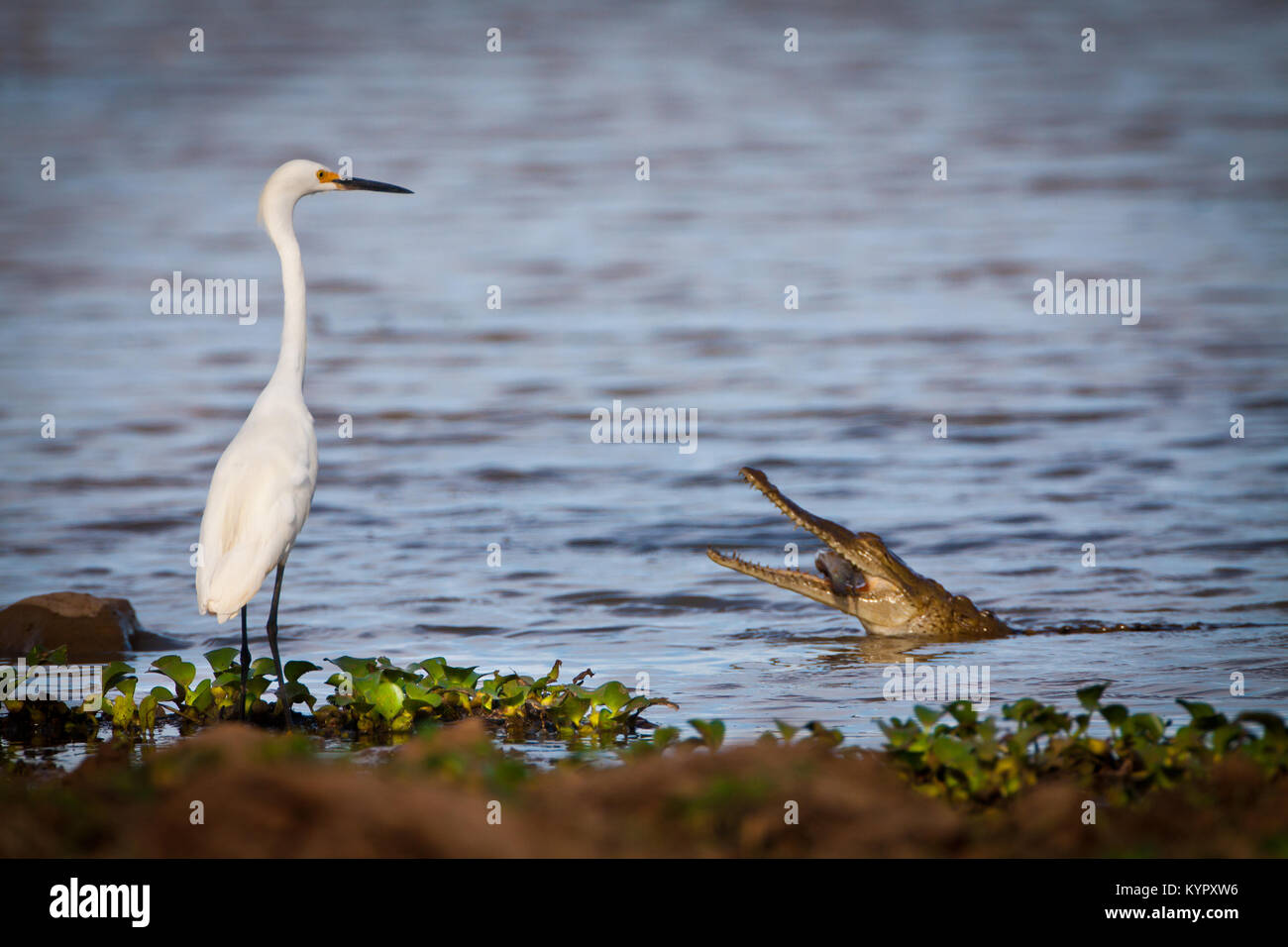 Great egret and Spectacled Cayman eating fish in the Cienaga de las Macanas, Herrera province, Republic of Panama. Stock Photo