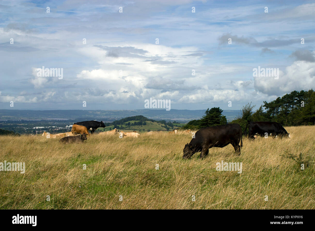Cattle roam freely on Rodborough Common above the Severn Vale, Gloucestershire, UK Stock Photo