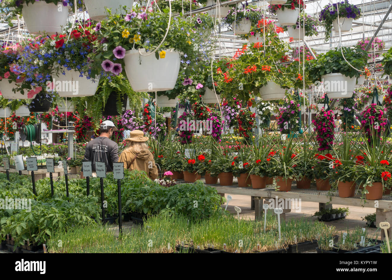 greenhouse in Lockport NY Stock Photo Alamy