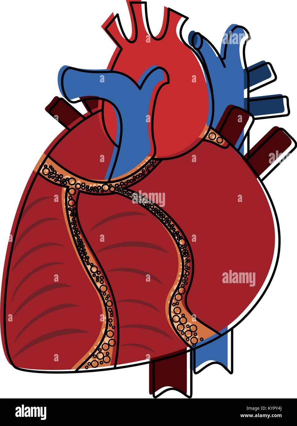 Human heart organ Stock Vector Image & Art - Alamy