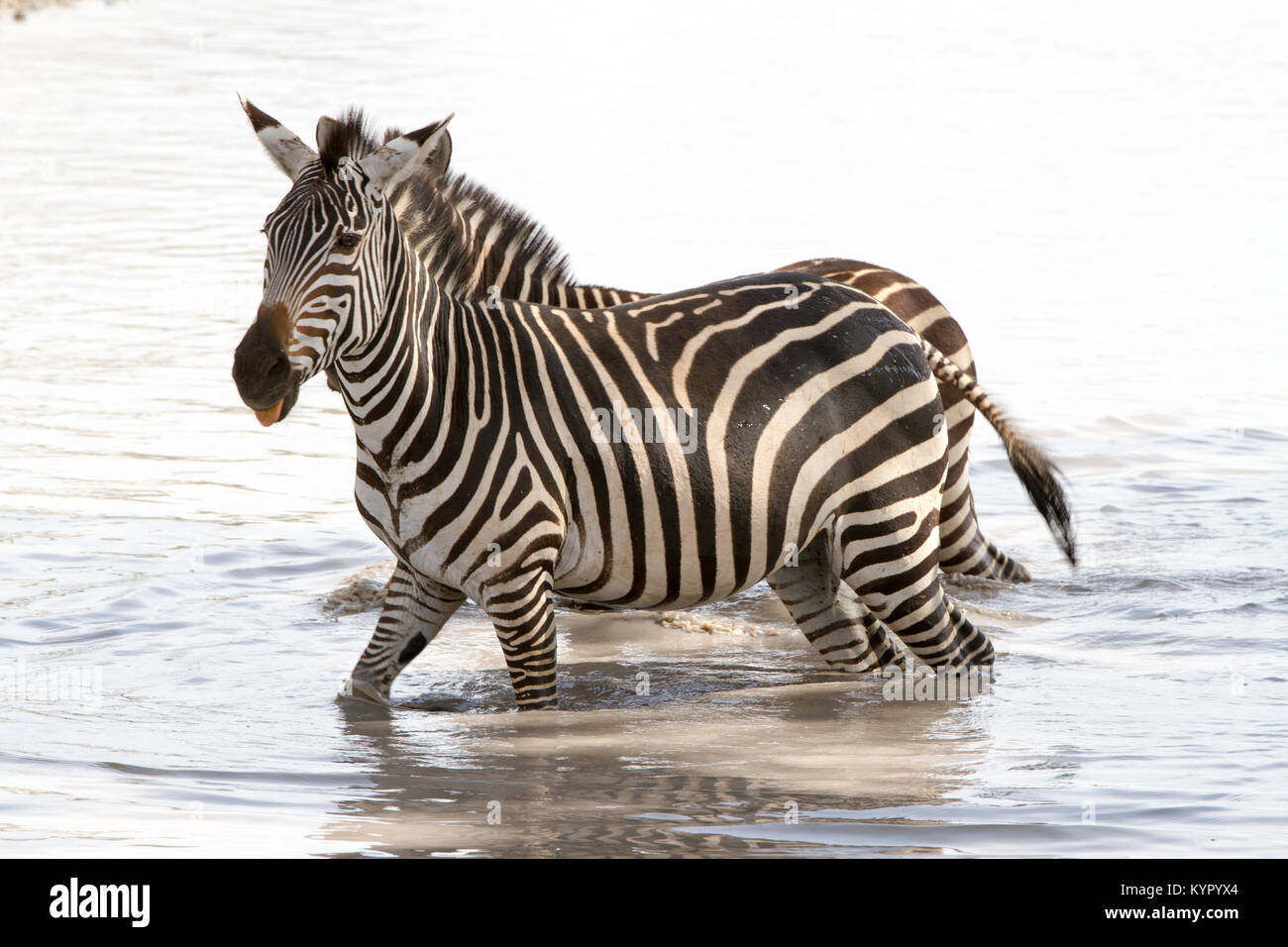 Zebra species of African equids (horse family) united by their distinctive black and white striped coats in different patterns, unique to each individ Stock Photo