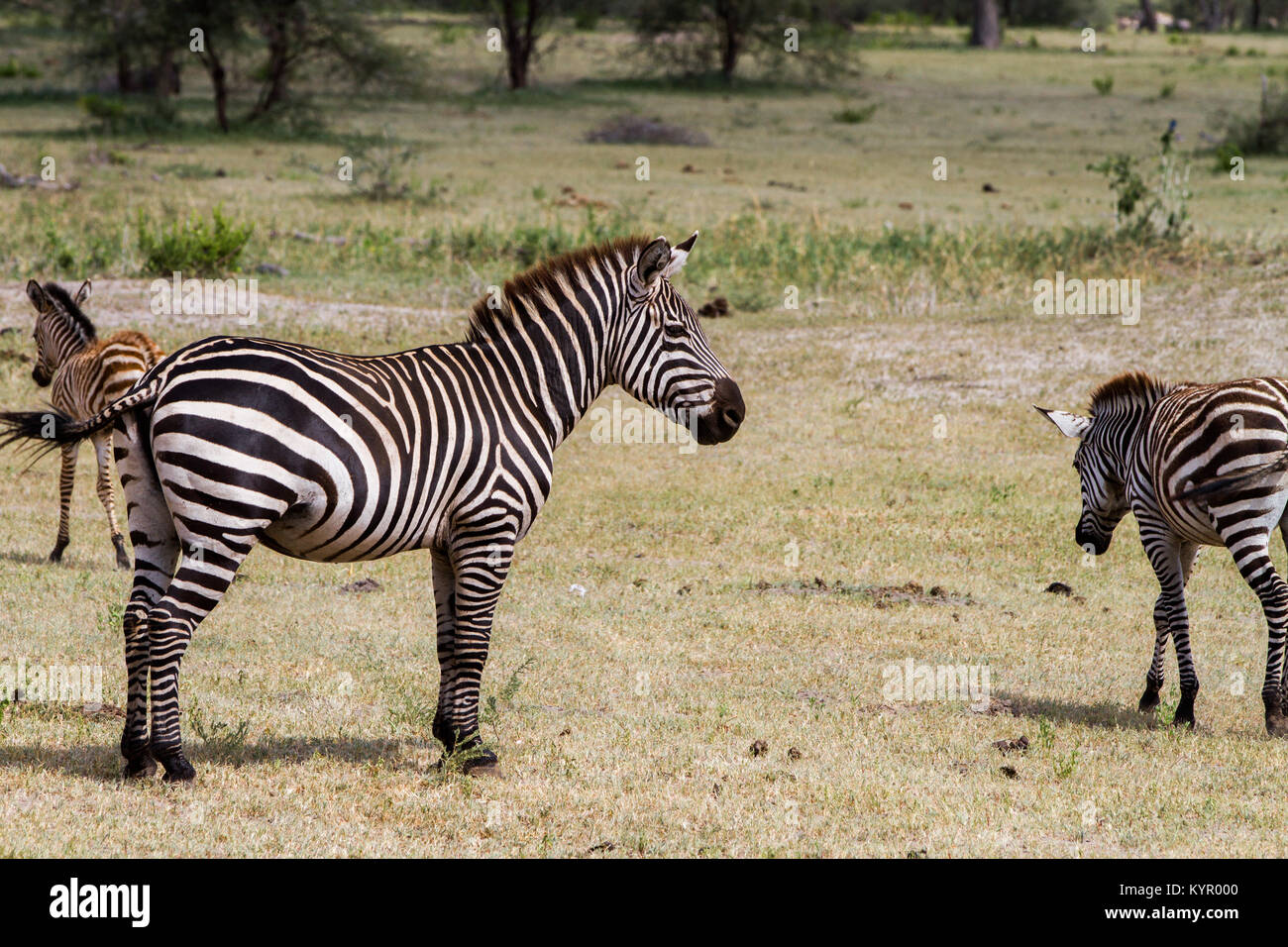 Zebra species of African equids (horse family) united by their