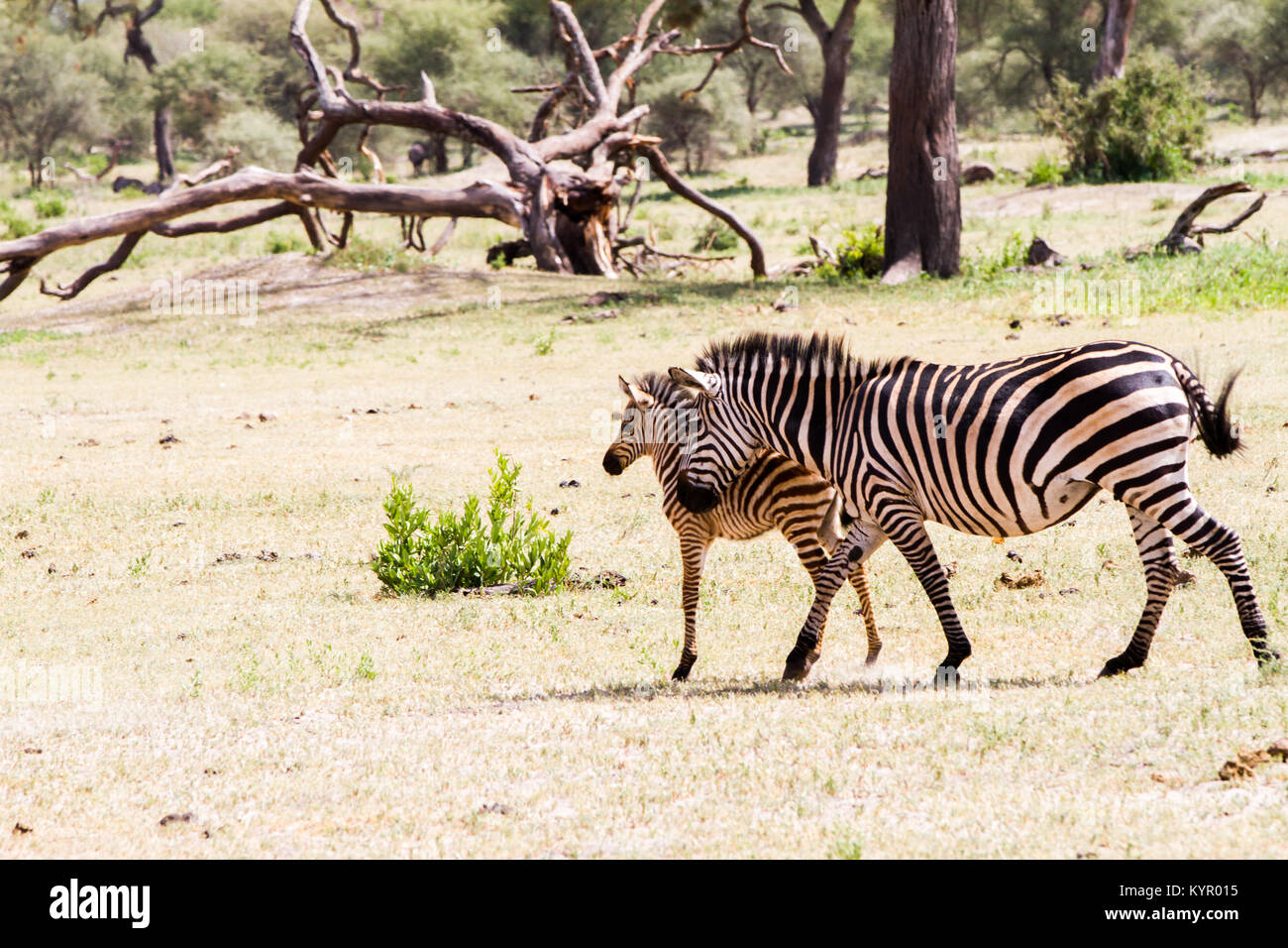 Zebra species of African equids (horse family) united by their distinctive black and white striped coats in different patterns, unique to each individ Stock Photo