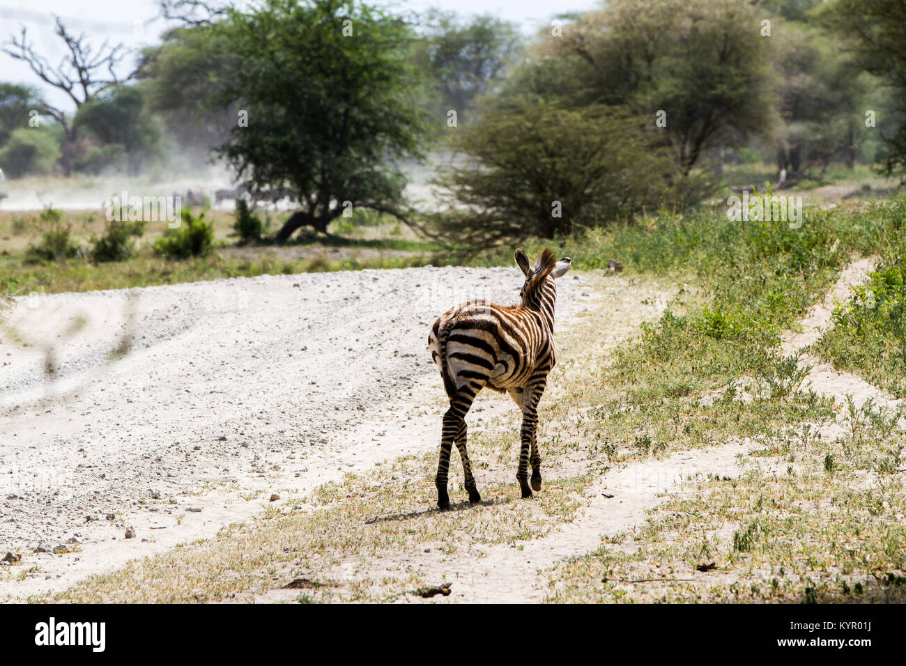 Zebra species of African equids (horse family) united by their