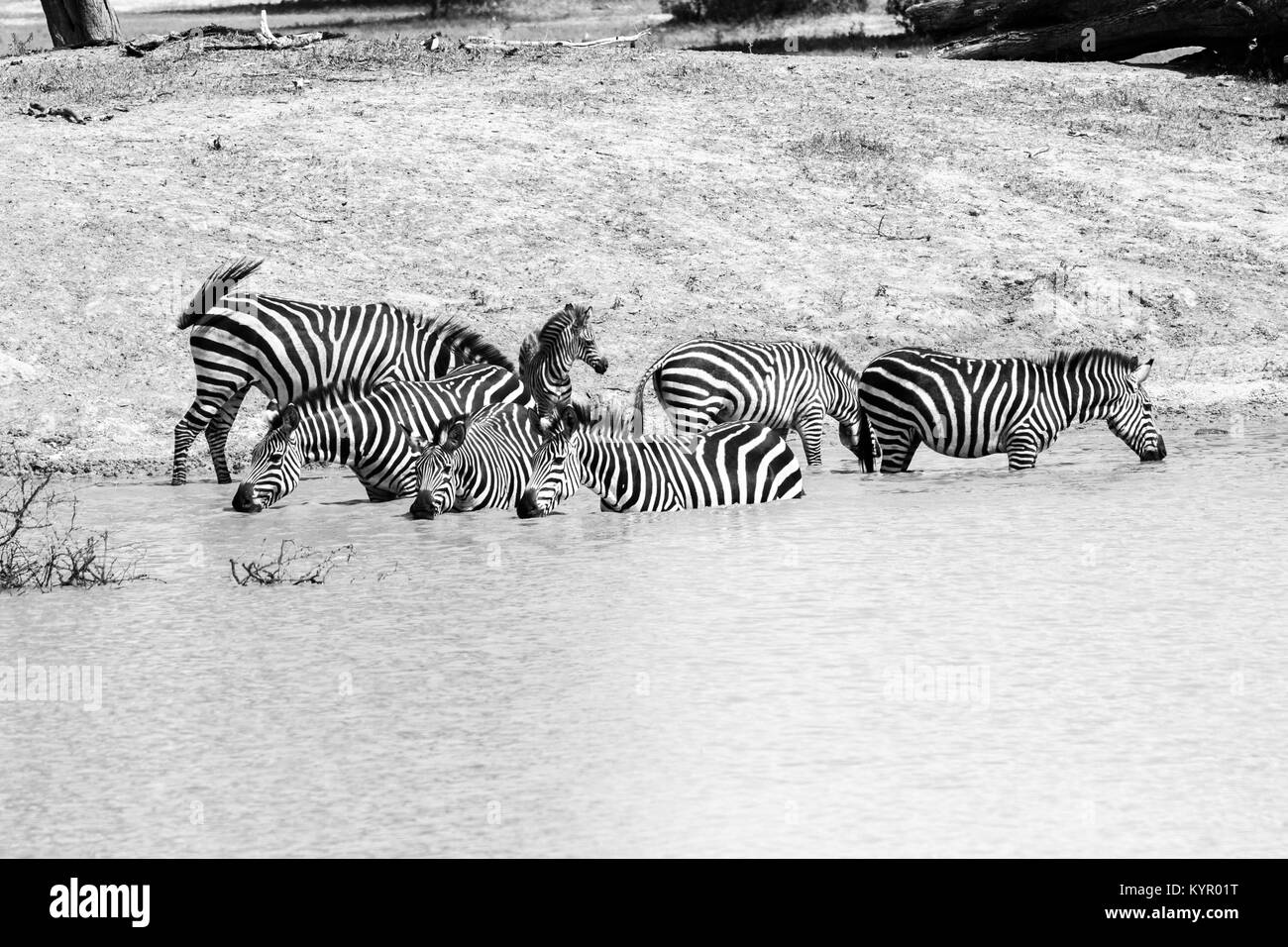 Zebra species of African equids (horse family) united by their distinctive black and white striped coats in different patterns, unique to each individ Stock Photo
