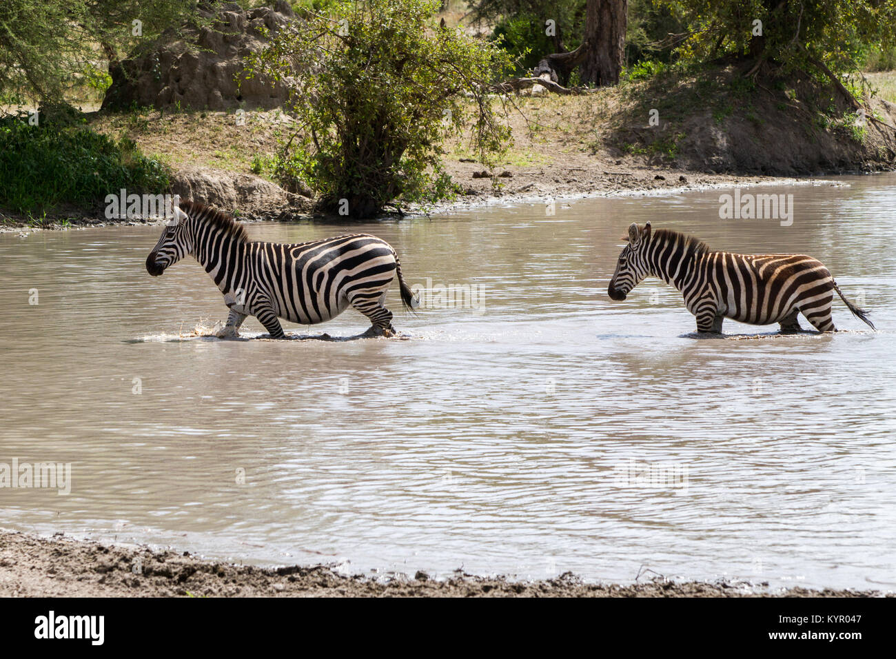 Zebra species of African equids (horse family) united by their distinctive black and white striped coats in different patterns, unique to each individ Stock Photo