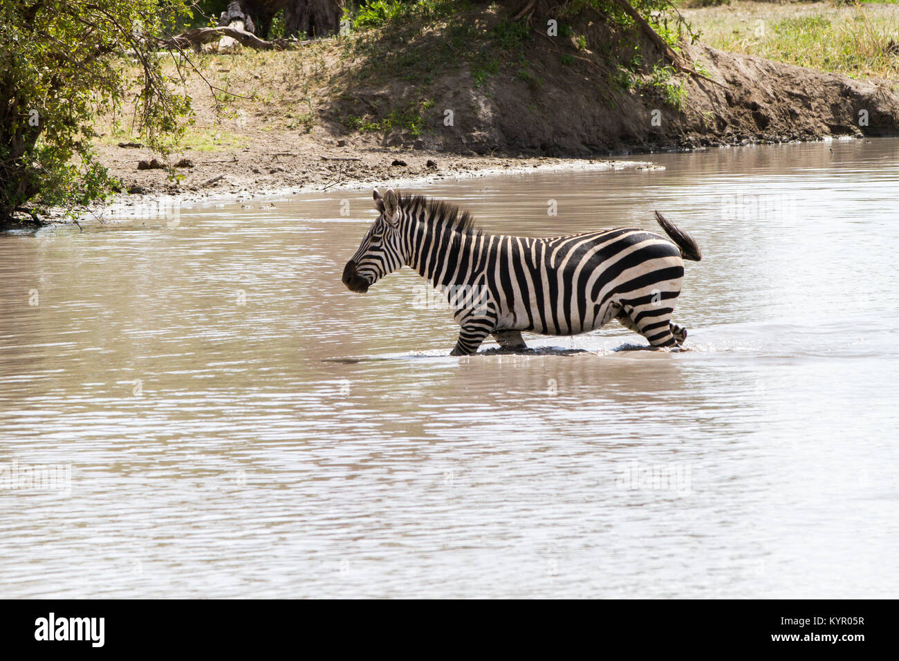 Zebra species of African equids (horse family) united by their