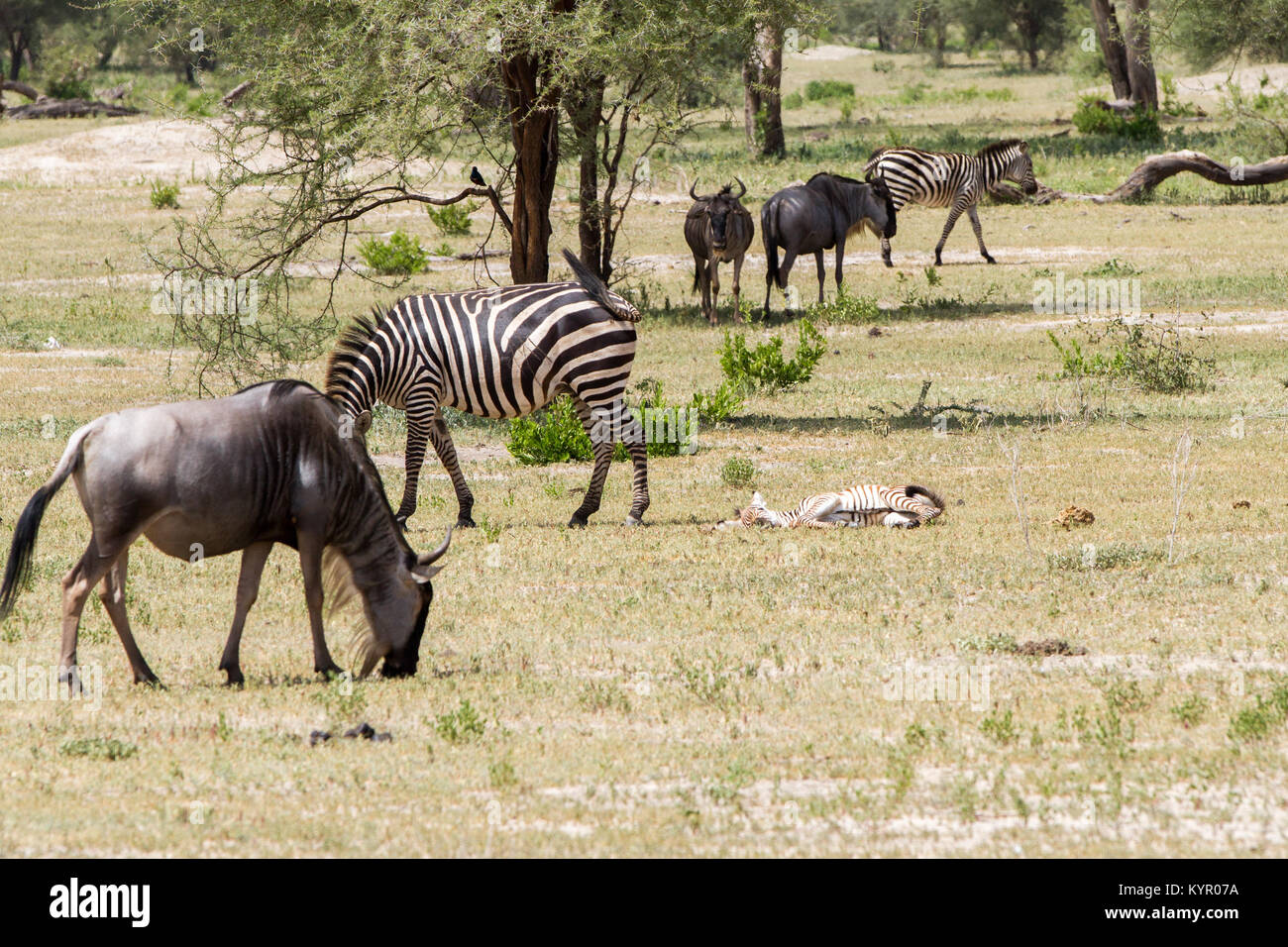 Zebra species of African equids (horse family) united by their distinctive black and white striped coats in different patterns, unique to each individ Stock Photo