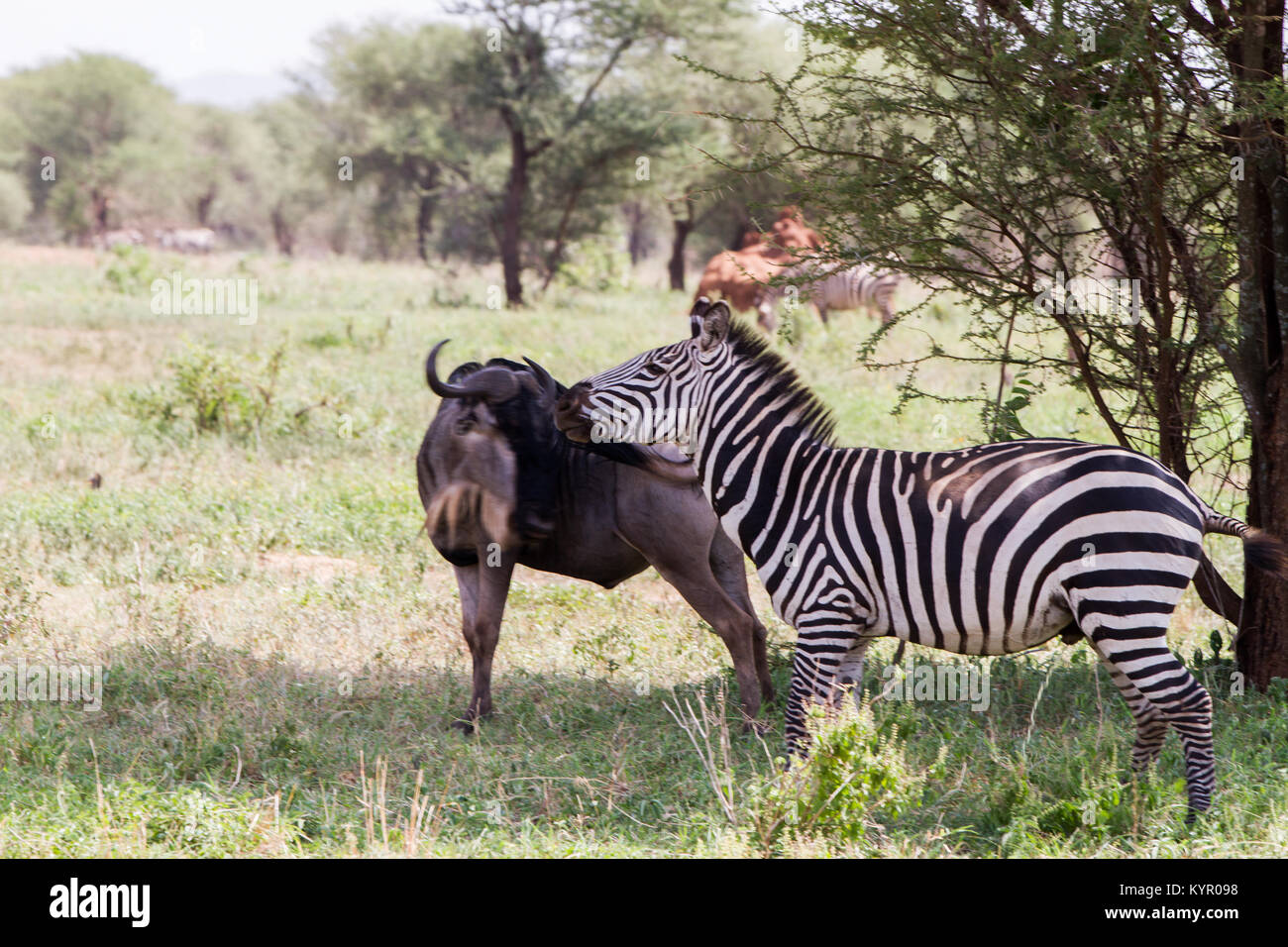 Zebra species of African equids (horse family) united by their distinctive black and white striped coats in different patterns, unique to each individ Stock Photo