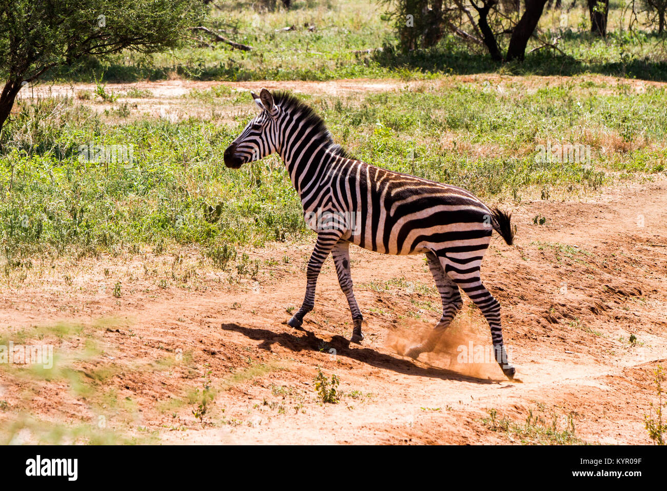 Zebra species of African equids (horse family) united by their distinctive black and white striped coats in different patterns, unique to each individ Stock Photo