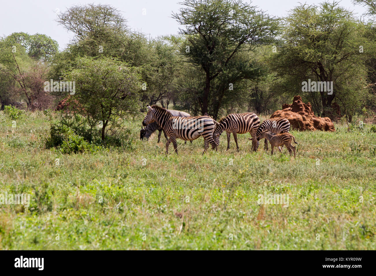 Zebra species of African equids (horse family) united by their