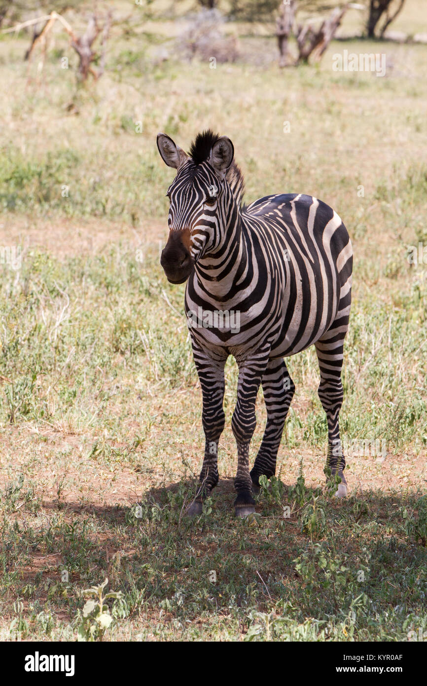 Zebra species of African equids (horse family) united by their distinctive black and white striped coats in different patterns, unique to each individ Stock Photo