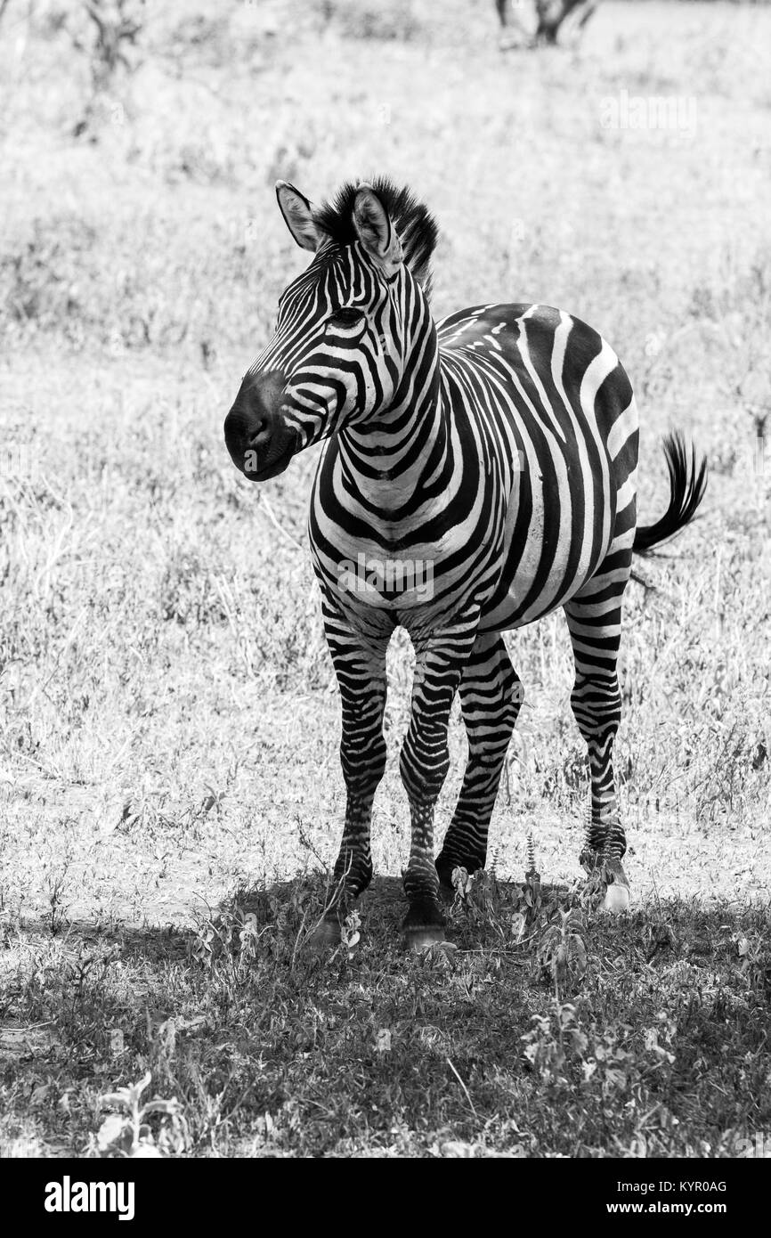 Zebra species of African equids (horse family) united by their