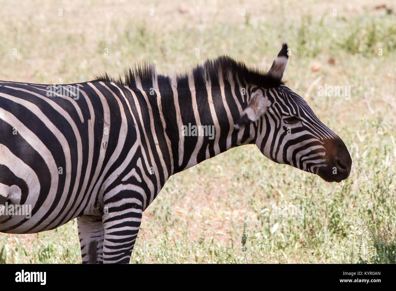 Zebra species of African equids (horse family) united by their distinctive black and white striped coats in different patterns, unique to each individ Stock Photo