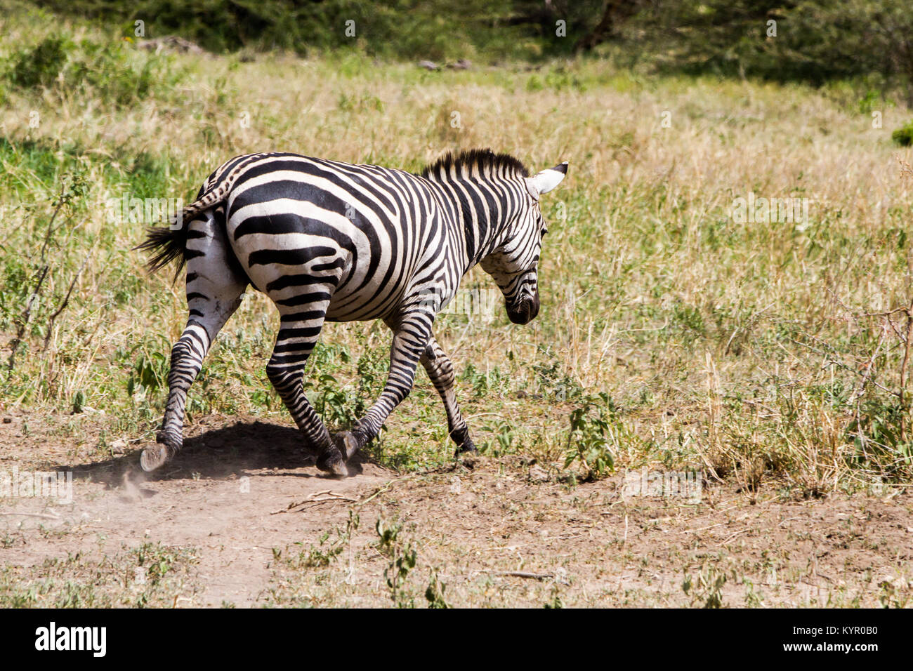 Zebra species of African equids (horse family) united by their
