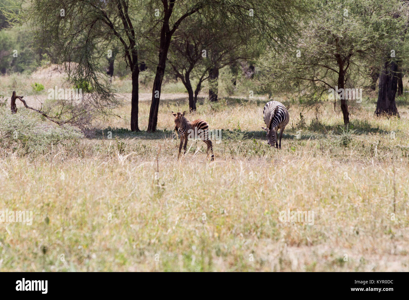 Zebra species of African equids (horse family) united by their distinctive black and white striped coats in different patterns, unique to each individ Stock Photo