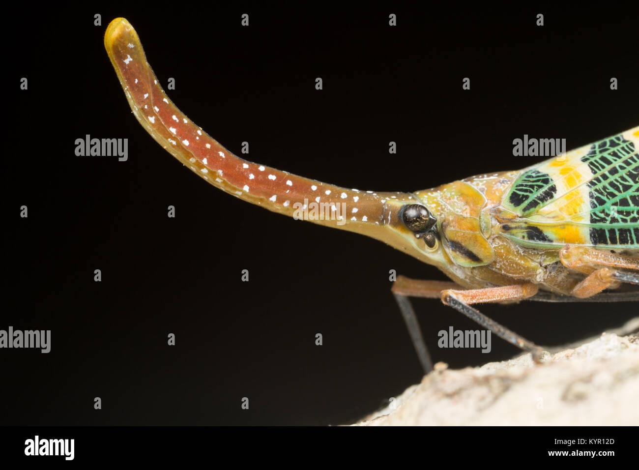 Pyrops candelaria (Laternaria candelaria and Fulgora candelaria in older literature) is a species of planthopper that lives in Vietnam, Hong Kong, Lao Stock Photo