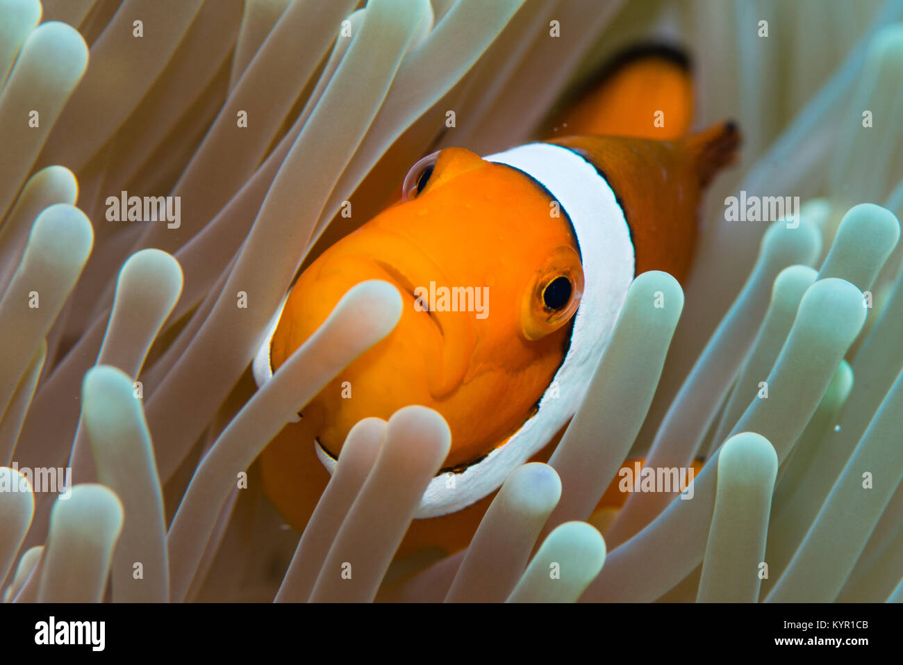 A close shot false clownfish, anemone fish in the anemone, showing the face and other eyes.  photographed in Komodo island national park, indonesia Stock Photo