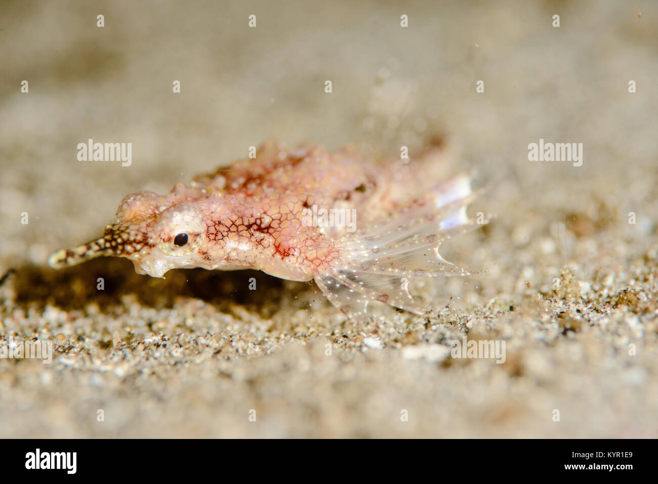 The pegasus sea moth is one of the strangest looking fish in the ocean. It likes to slowly crawl along the sandy bottoms. It is most active at nigh Stock Photo