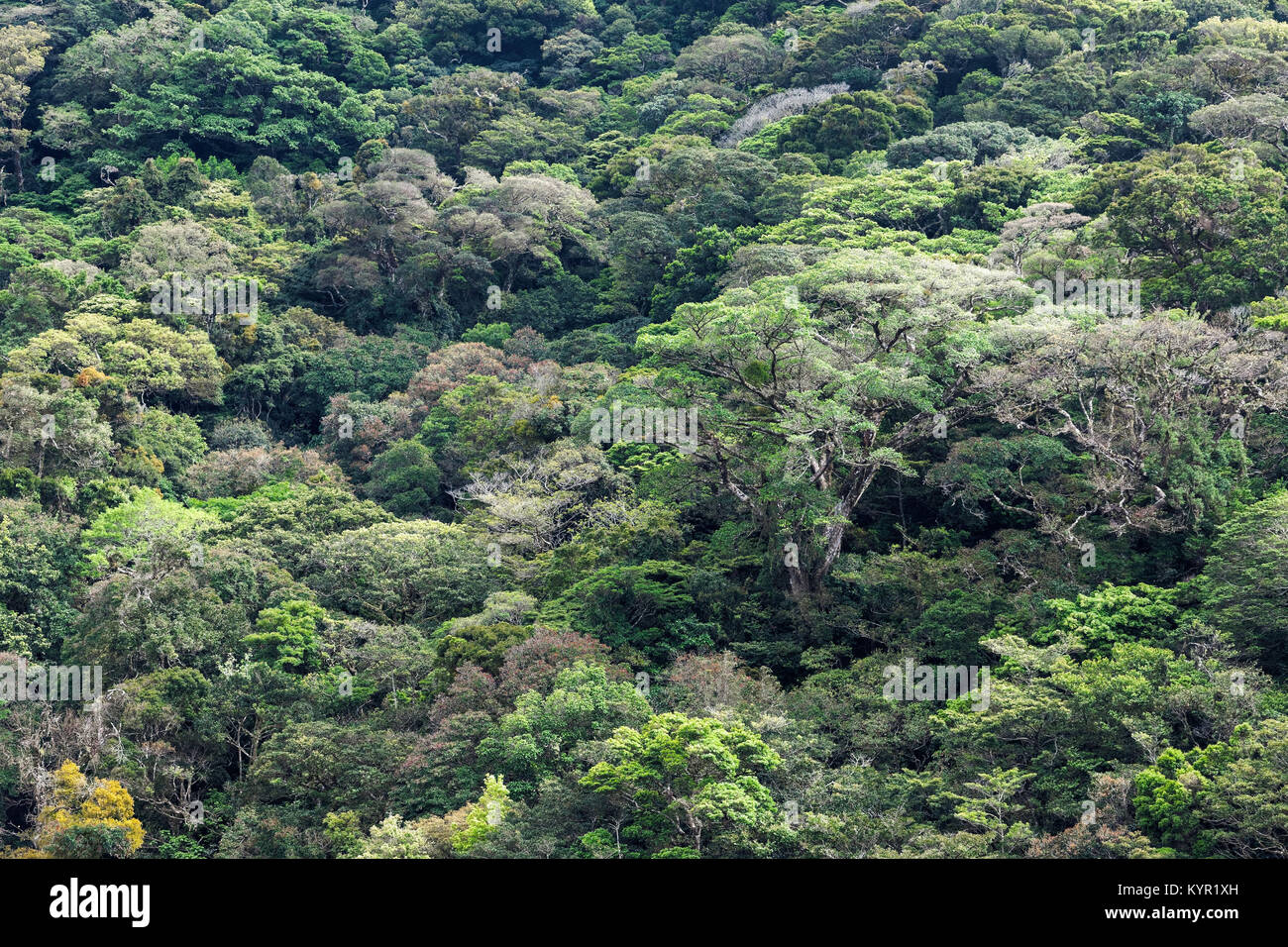 Monteverde Cloud Forest, Monteverde Cloud Forest Reserve, Costa Rica Stock Photo