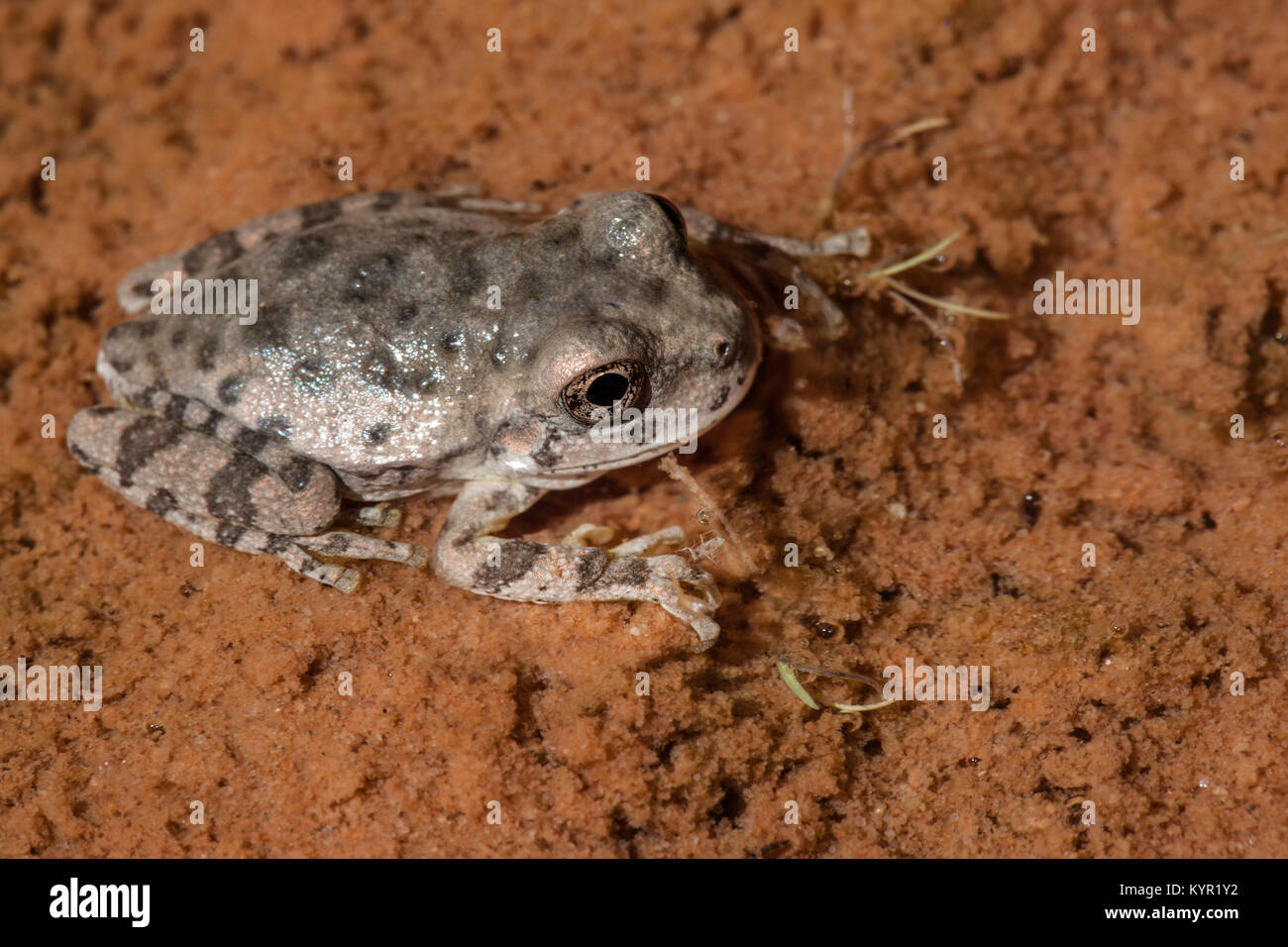 Spadefoot toad (Mesobatrachia), Glen Canyon Recreation Area, Lake Powell, Arizona Stock Photo