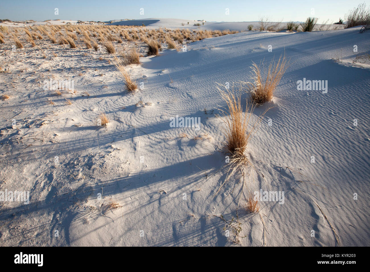 Sand and seasonal grasses lay in wait for summer rains, White Sands National Monument, New Mexico Stock Photo
