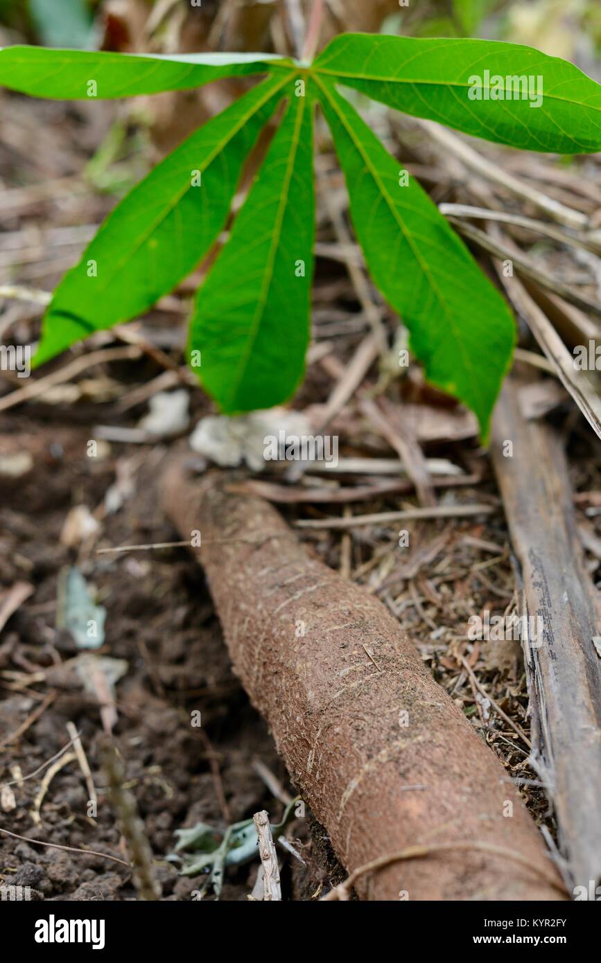 Harvesting fresh organic cassava roots, Townsville, Queensland, Australia Stock Photo Alamy